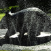 Water - Wombat 
