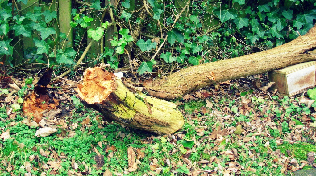 Fallen tree by haagjes
