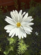 25th Jun 2025 - Sunshine on the Cosmos