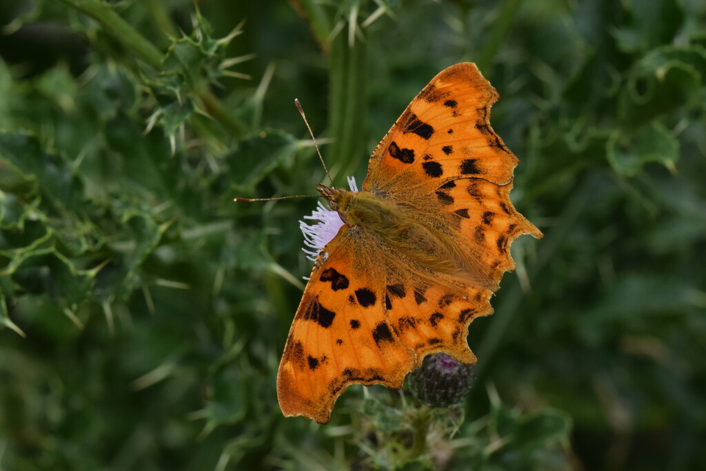 Comma by dragey74