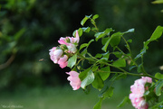 17th Jun 2025 - roses