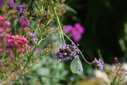 18th Jun 2025 - butterfly