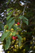 19th Jun 2025 - cherries