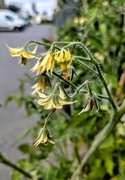 25th Jun 2025 - Future tomatoes 