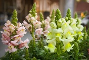25th Jun 2025 - Snapdragon