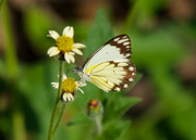 23rd Jun 2025 - Sipping Nectar P6238179