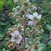 Blackberries on their way