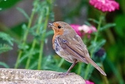 25th Jun 2025 - Thirsty Robin