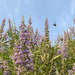 Bumble Bee and Lavender Chastetree