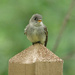 Eastern Wood-Pewee juvenile
