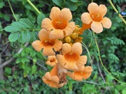 26th Jun 2025 - Trumpet Creeper
