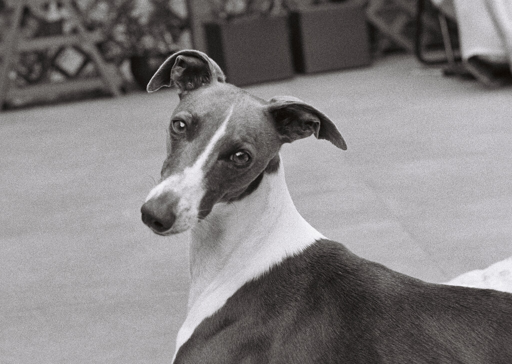 I Shoot Film : Elsie  by phil_howcroft