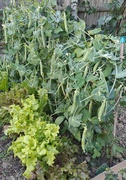 25th Jun 2025 - Peas in a pod