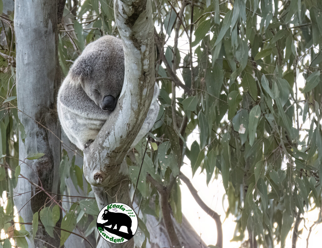 snug as a  by koalagardens