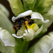 The pollinator