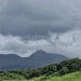 green and grey