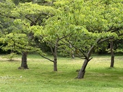 26th Jun 2025 - Trees