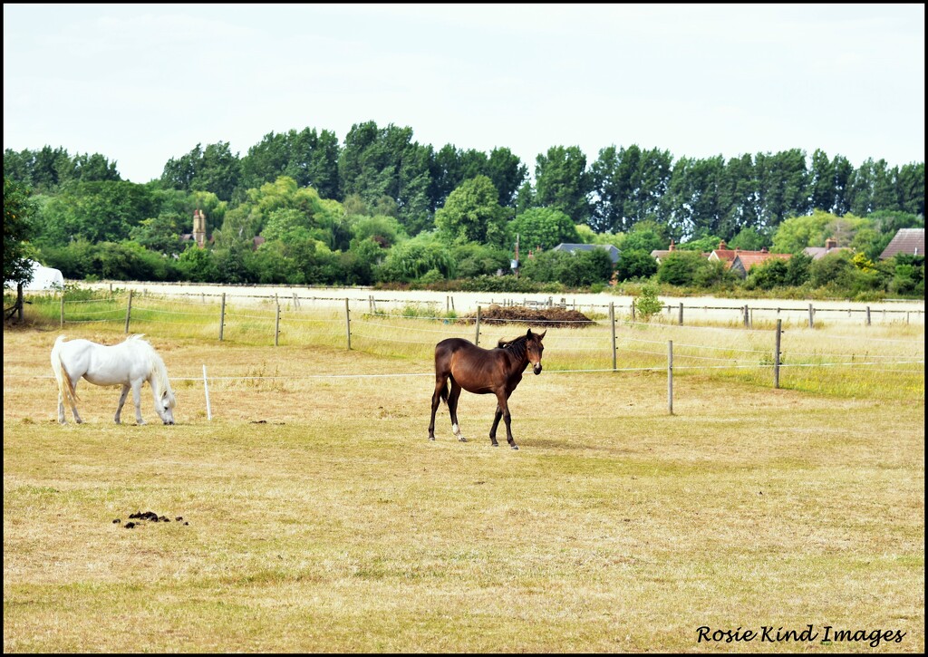 Across the field by rosiekind