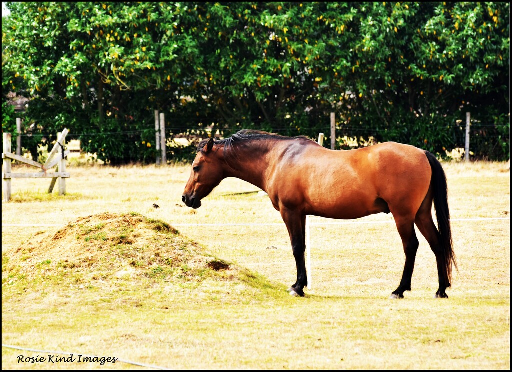 Another rescue horse by rosiekind