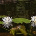 Water lilies