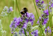 26th Jun 2025 - Buff-tailed Bumblebee 