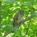 Barred Owl