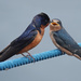 Barn Swallows