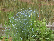 24th Jun 2025 - Unidentified But Pretty!