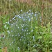 Unidentified But Pretty!