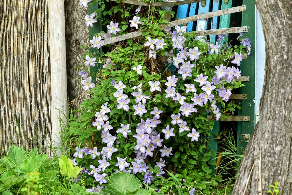 Lavender Clematis by bjywamer