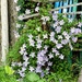 Lavender Clematis