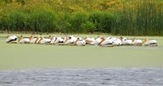 24th Jun 2025 - A Congregation Of Pelicans