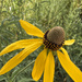 Grey-headed Coneflower