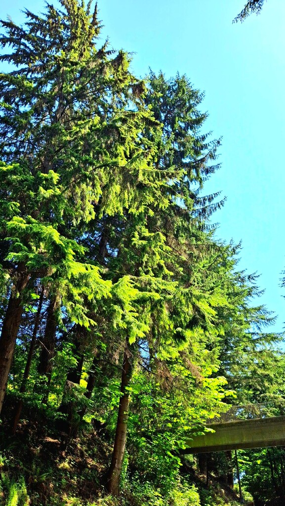 Hillside Trees by sewfree