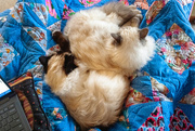 27th Jun 2025 - Winter WFH Warmers