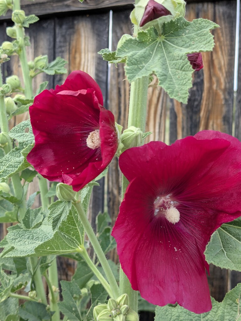 First Hollyhocks by wakuwaku