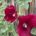 First Hollyhocks