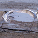 Egrets at Naklua - Breakfast Time
