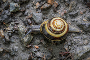 27th Jun 2025 - Top-down snail view :-)