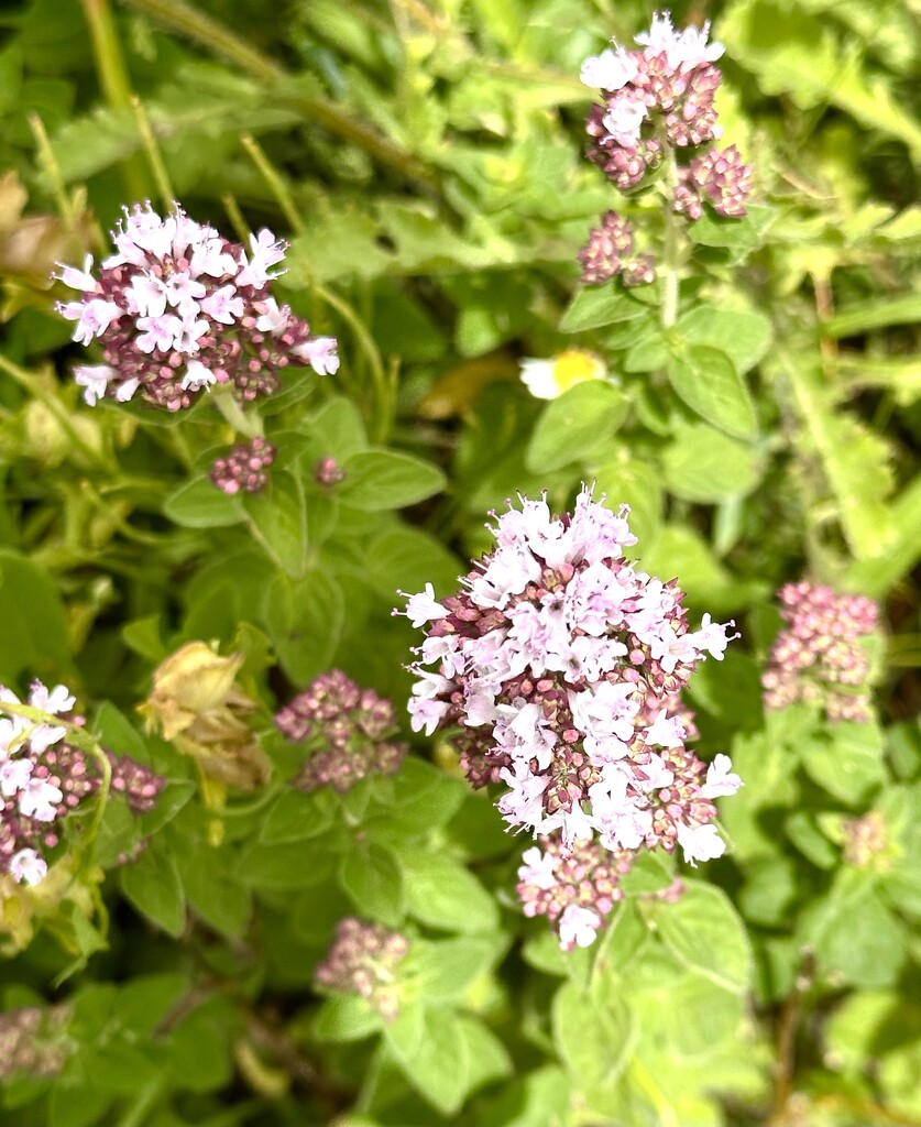 Oregano by pamknowler