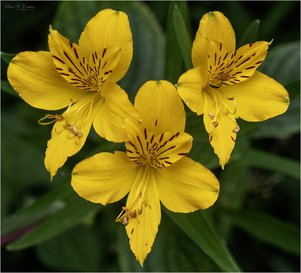 Yellow Alstroeria by pcoulson