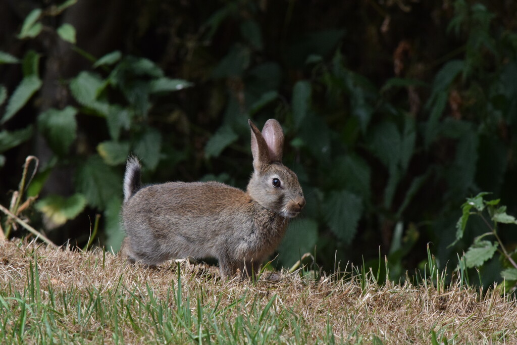 Sunny bunny by dragey74