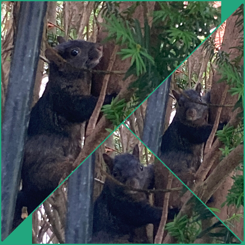 Squirrel Collage by spanishliz