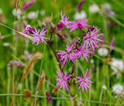 27th Jun 2025 - Ragged Robin Day #16