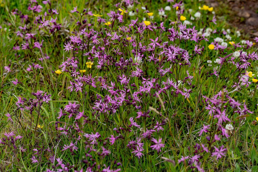 Clumps of Ragged Robin by lifeat60degrees