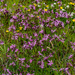 Clumps of Ragged Robin