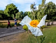27th Jun 2025 - Californian tree poppy 