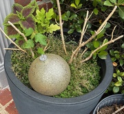 28th Jun 2025 - Will It Be Hatching Soon?