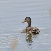 25th Jun 2025 - Duck