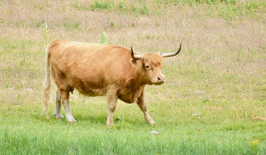 Cow by bjywamer